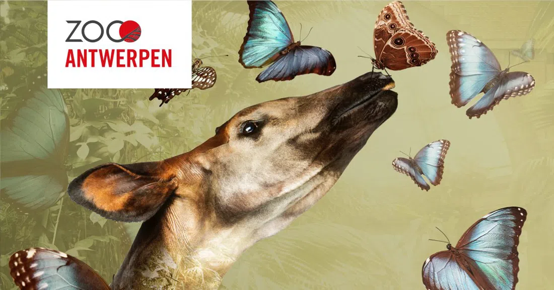 ZOO Antwerpen, Antwerpen